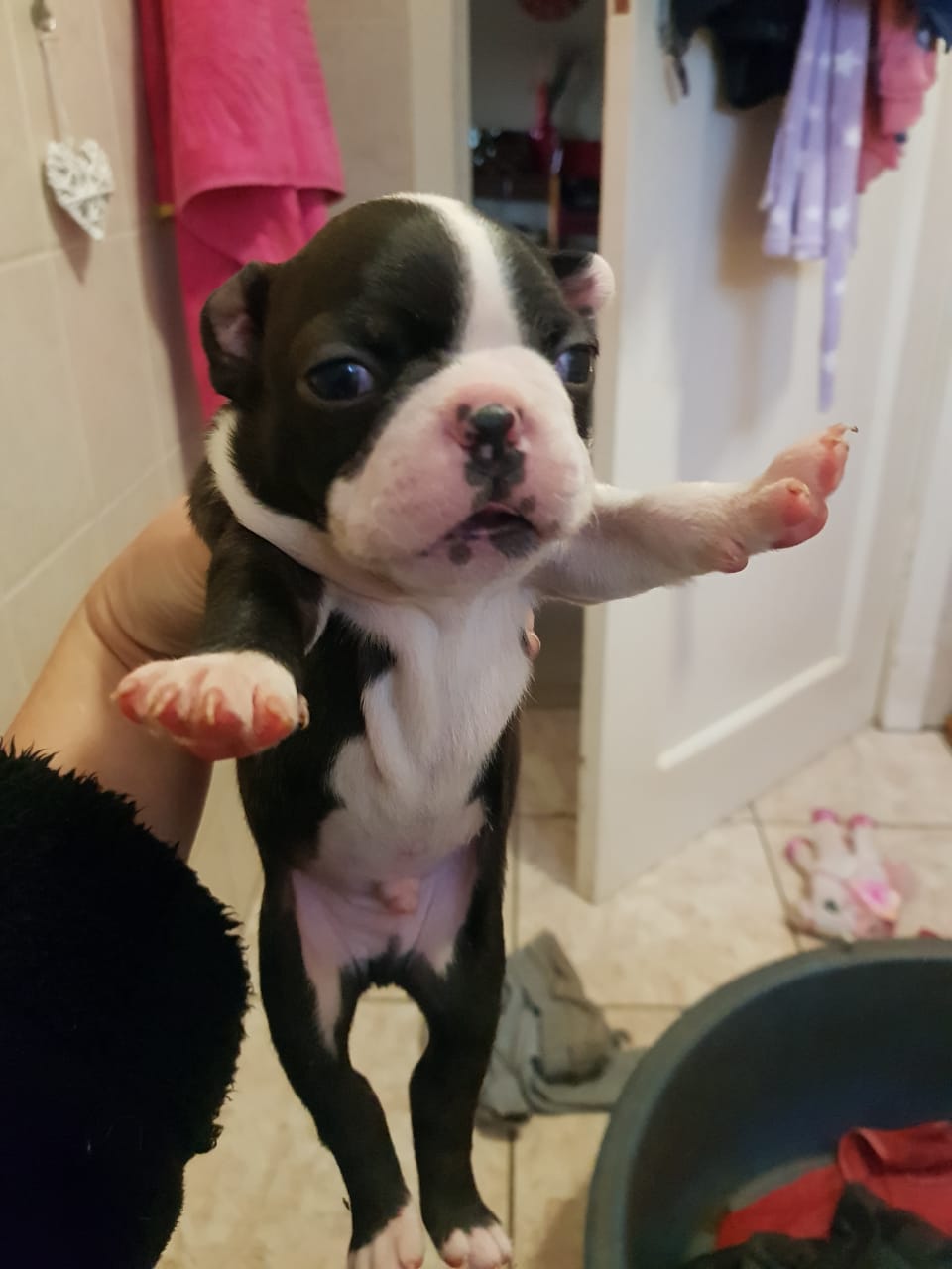 Pure Bred Boston Terrier Puppies