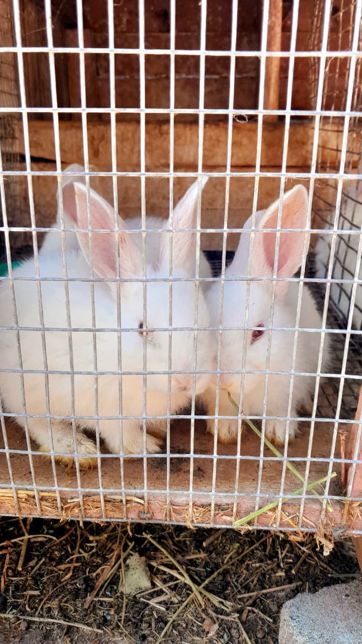 new zeland white rabbits | Junk Mail Marketplace