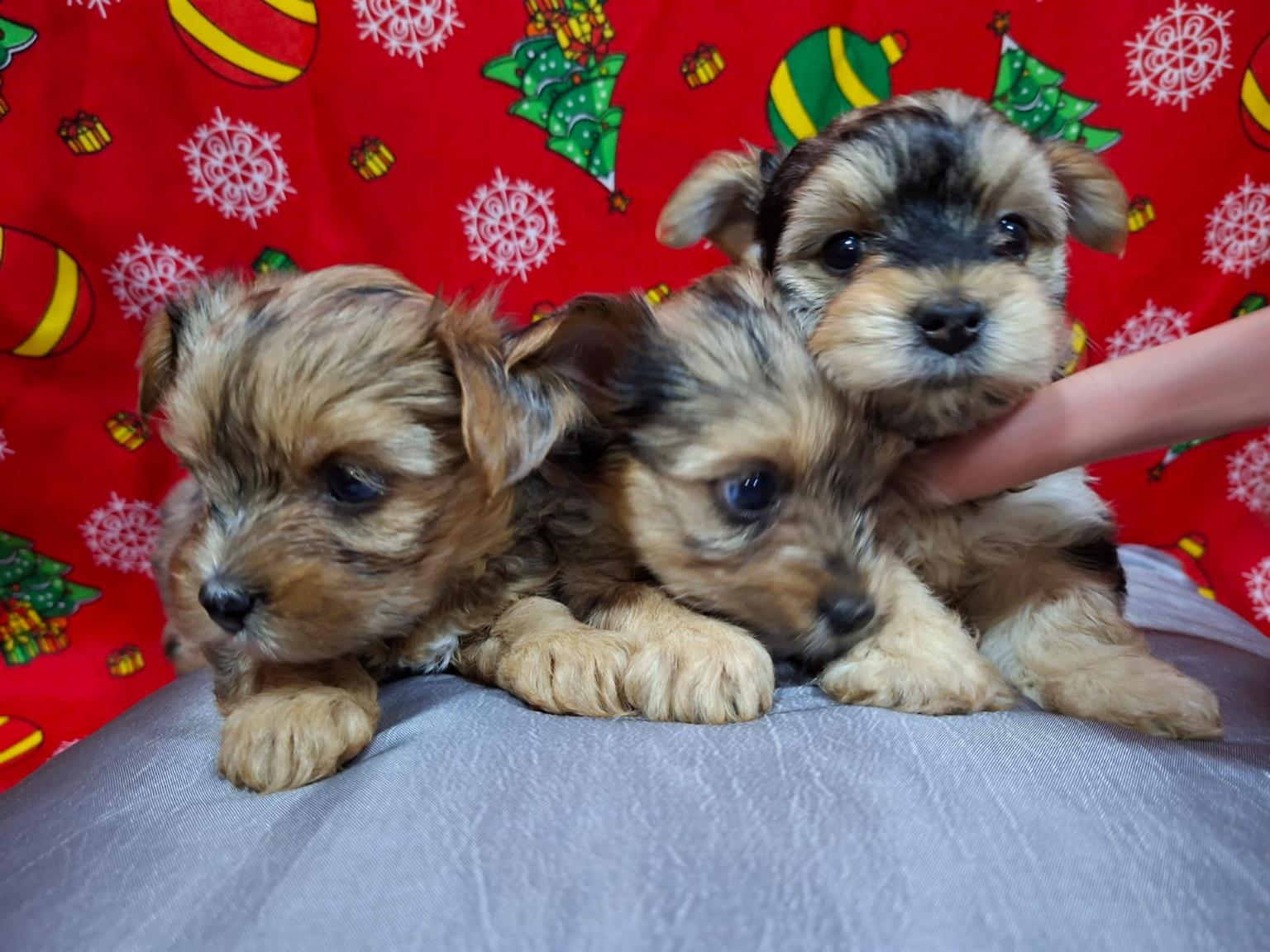 Pure bred Yorkie puppies | Junk Mail Marketplace