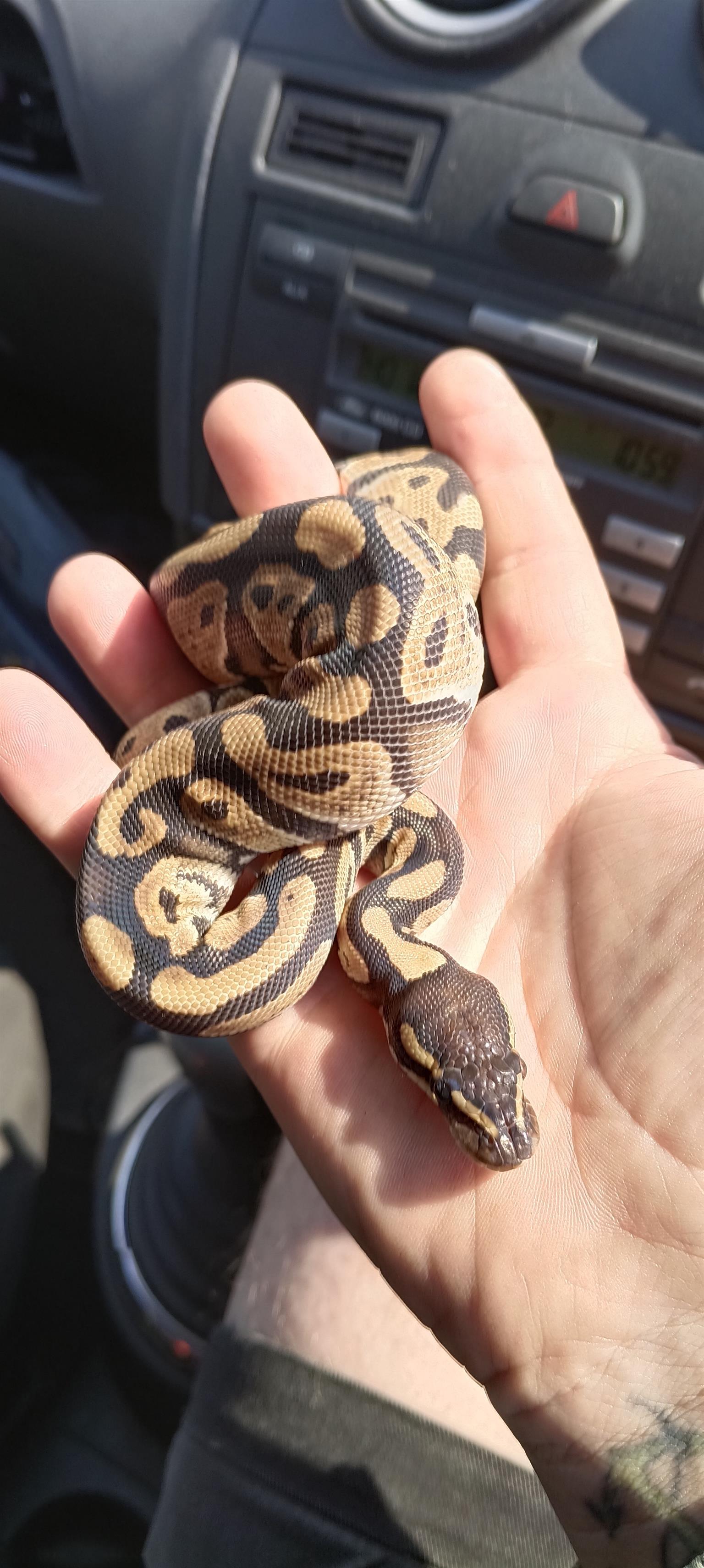 Ball Python Traded Phantom morph Ball Python to trade/swap | Junk Mail Marketplace
