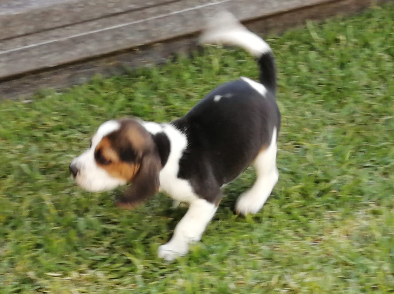 Beautiful BEAGLE  PUPPIES for sale