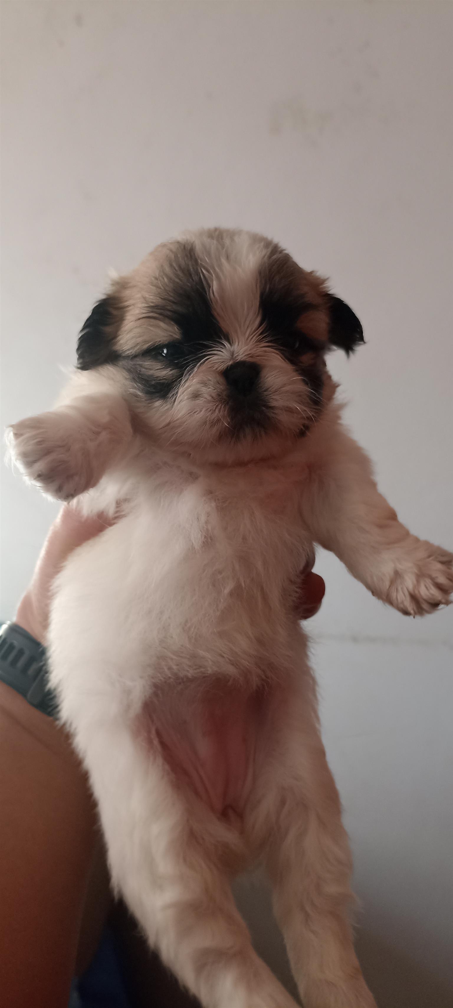 3 x beautiful pekingese pups for sale Junk Mail Marketplace