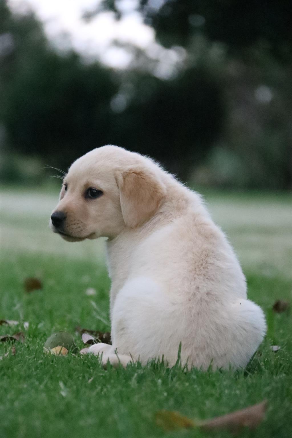 Pure bred labrador puppies | Junk Mail Marketplace