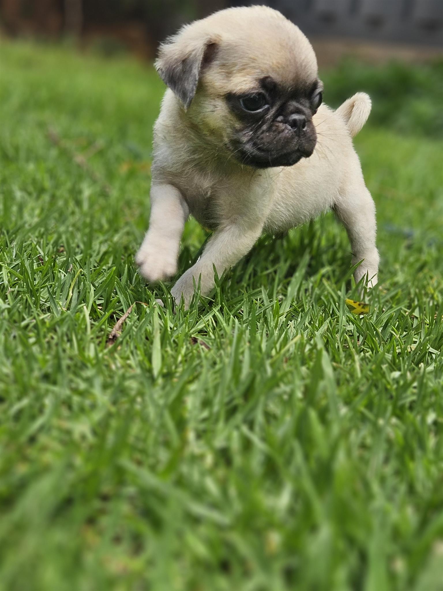 Pug puppies | Junk Mail Marketplace