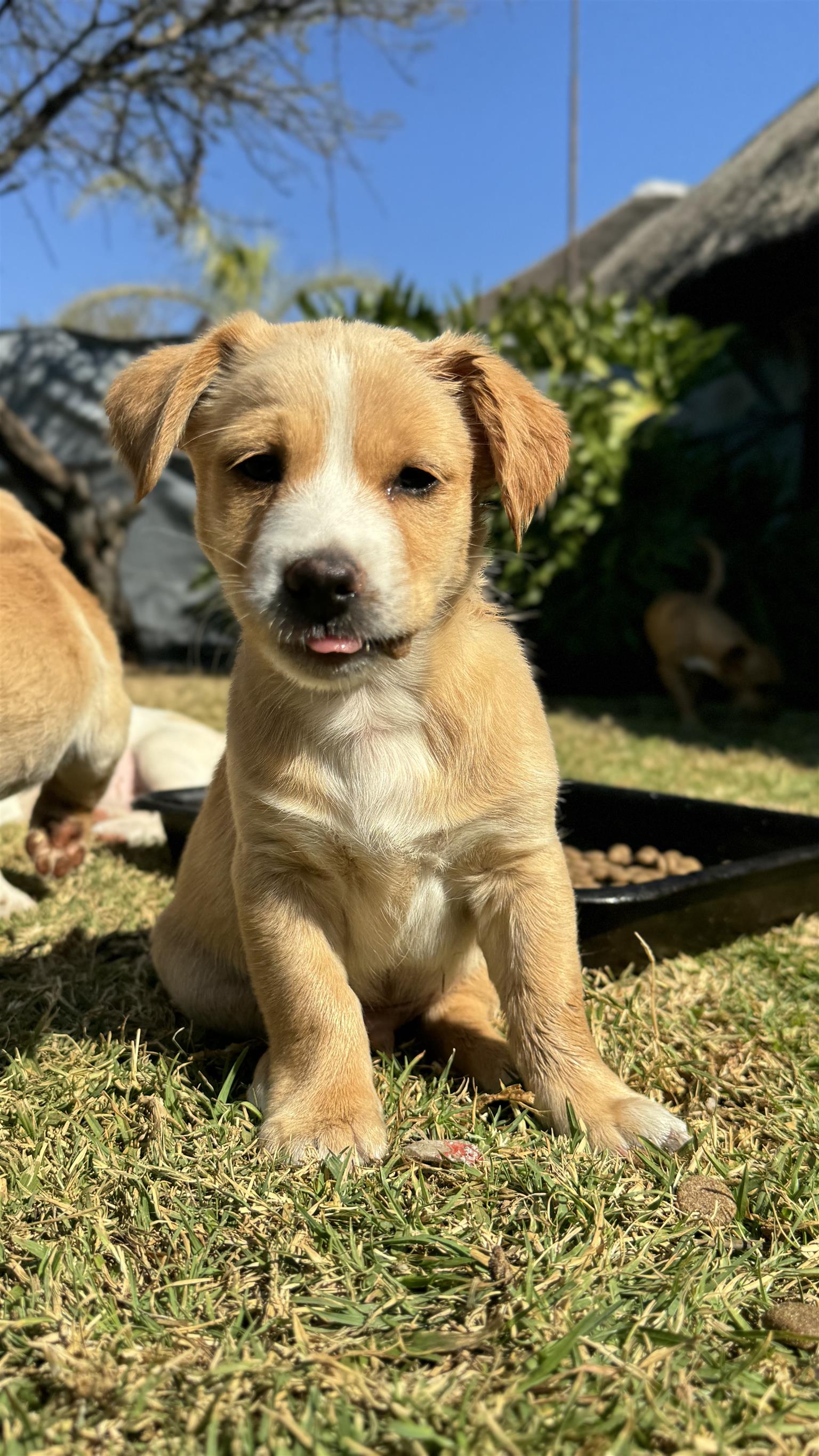 Belgian Malinois crossed with Jack Russel Puppies Junk Mail