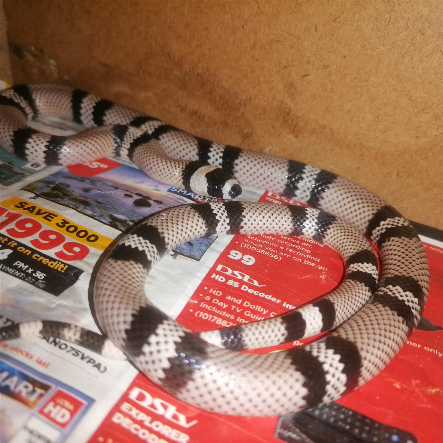 anery honduran milk snake