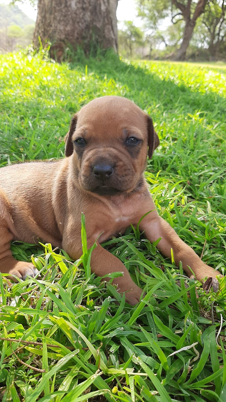 Rhodesian Ridgeback Puppies For Sale Junk Mail