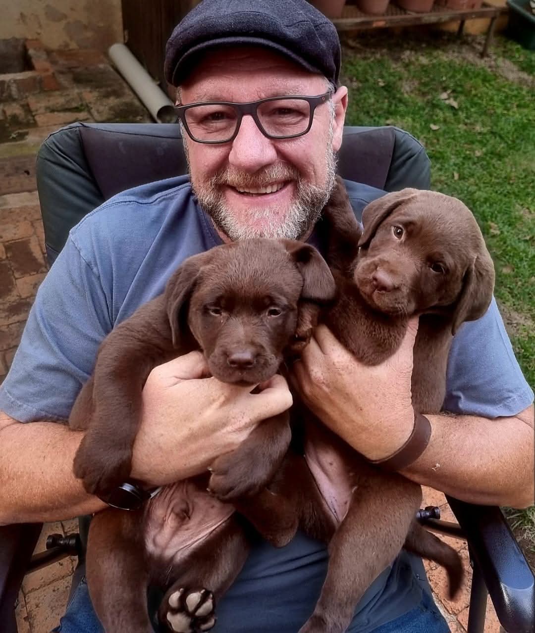 Chocolate Labrador Puppies | Junk Mail Marketplace
