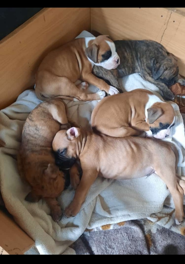 BOXER PUPPIES FOR SALE
