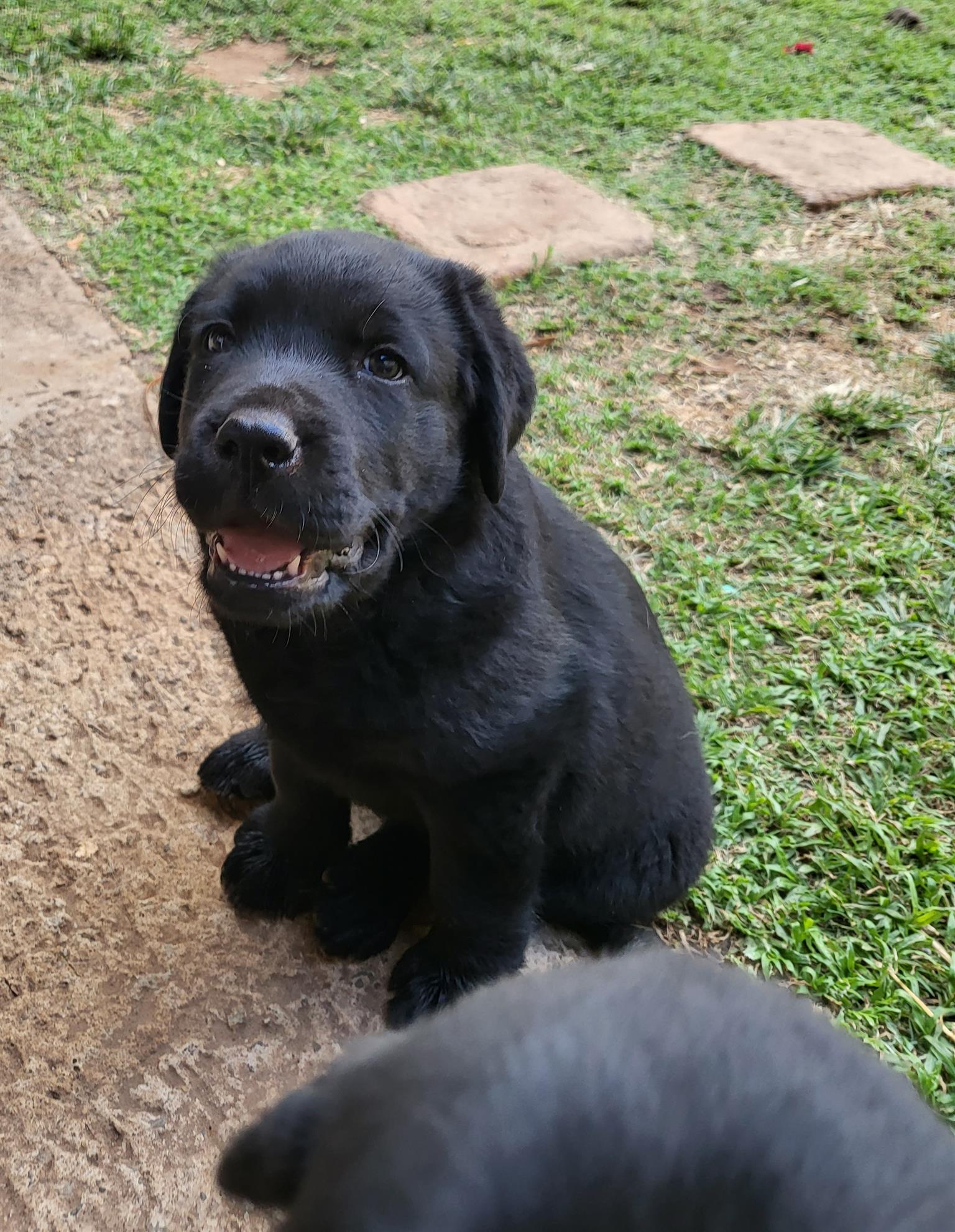 Labrador puppies for sale