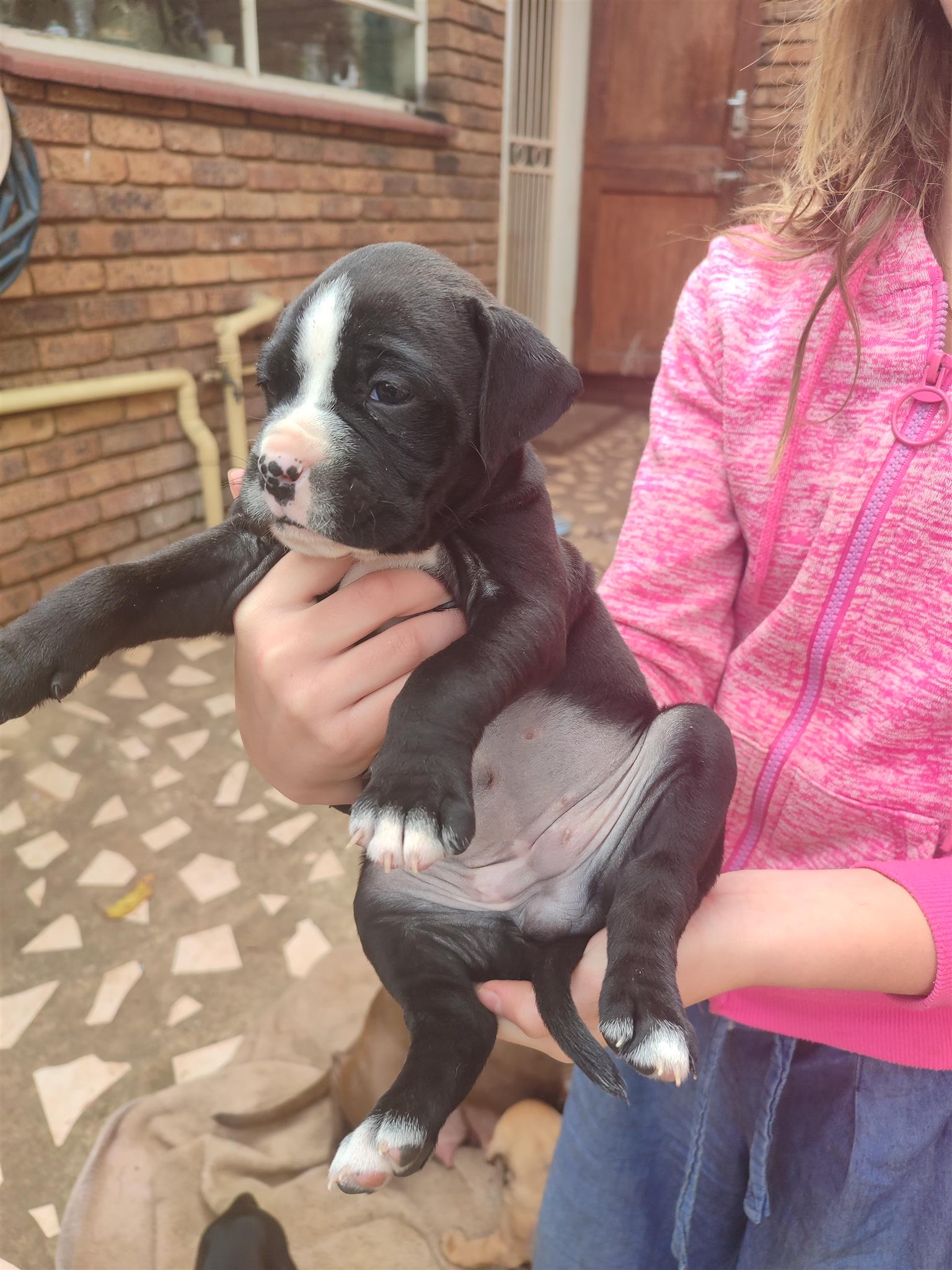 Bull Boxer Pups for sale | Junk Mail