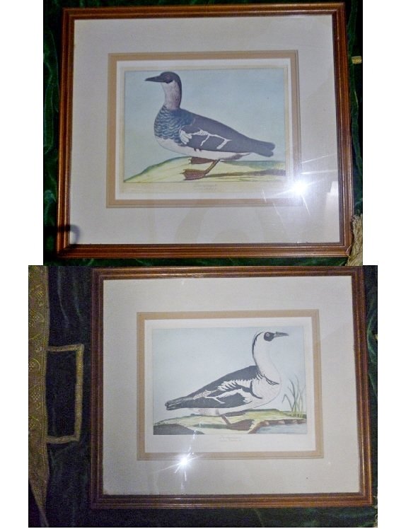 Duck Prints x 2