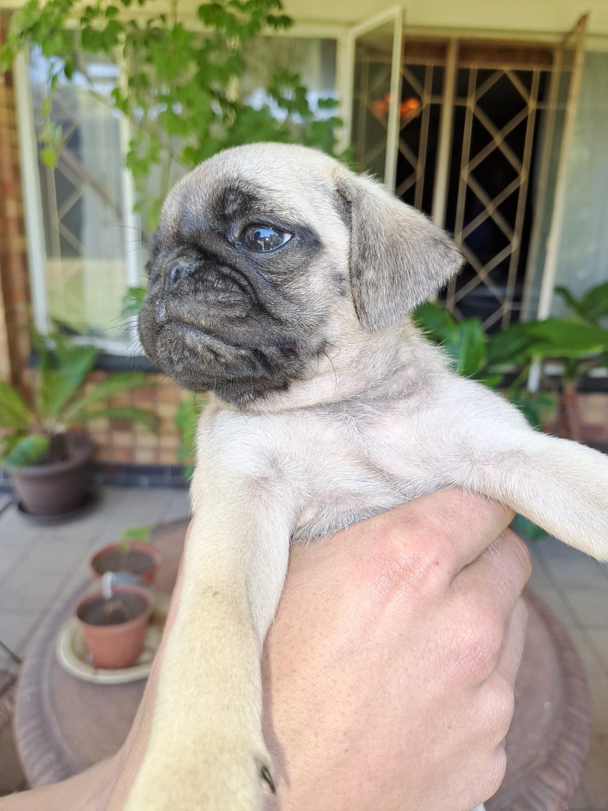 Pug Puppies | Junk Mail Marketplace