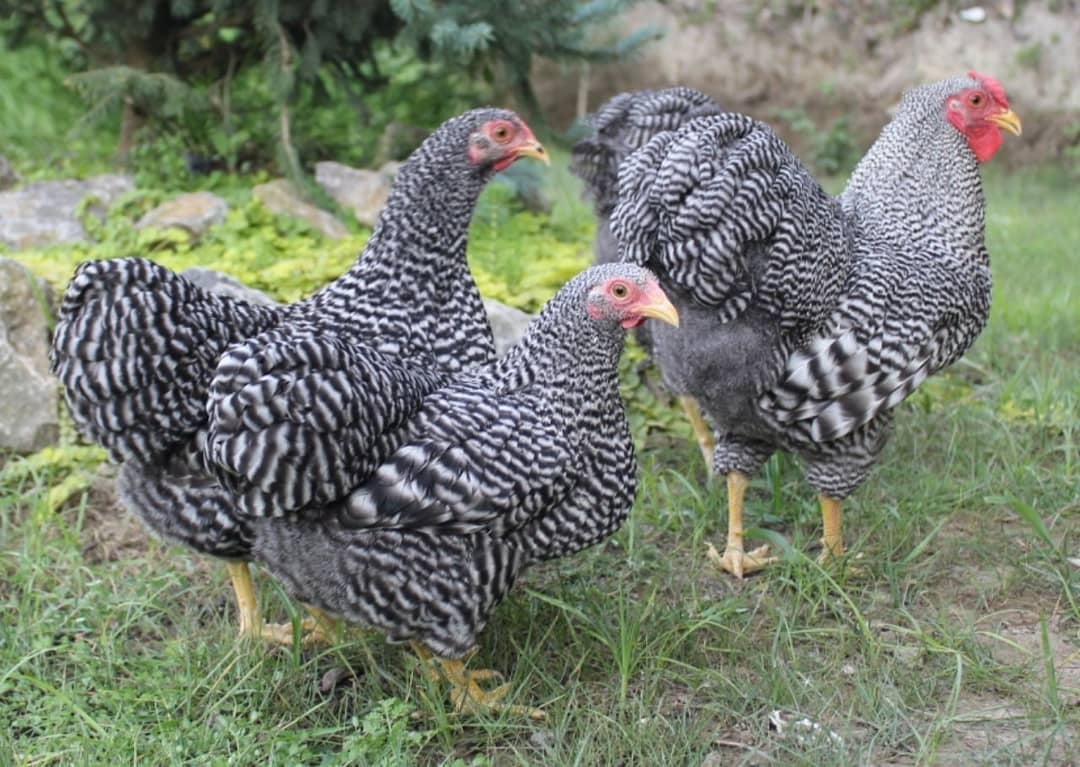 Point Of lay hens for sale 