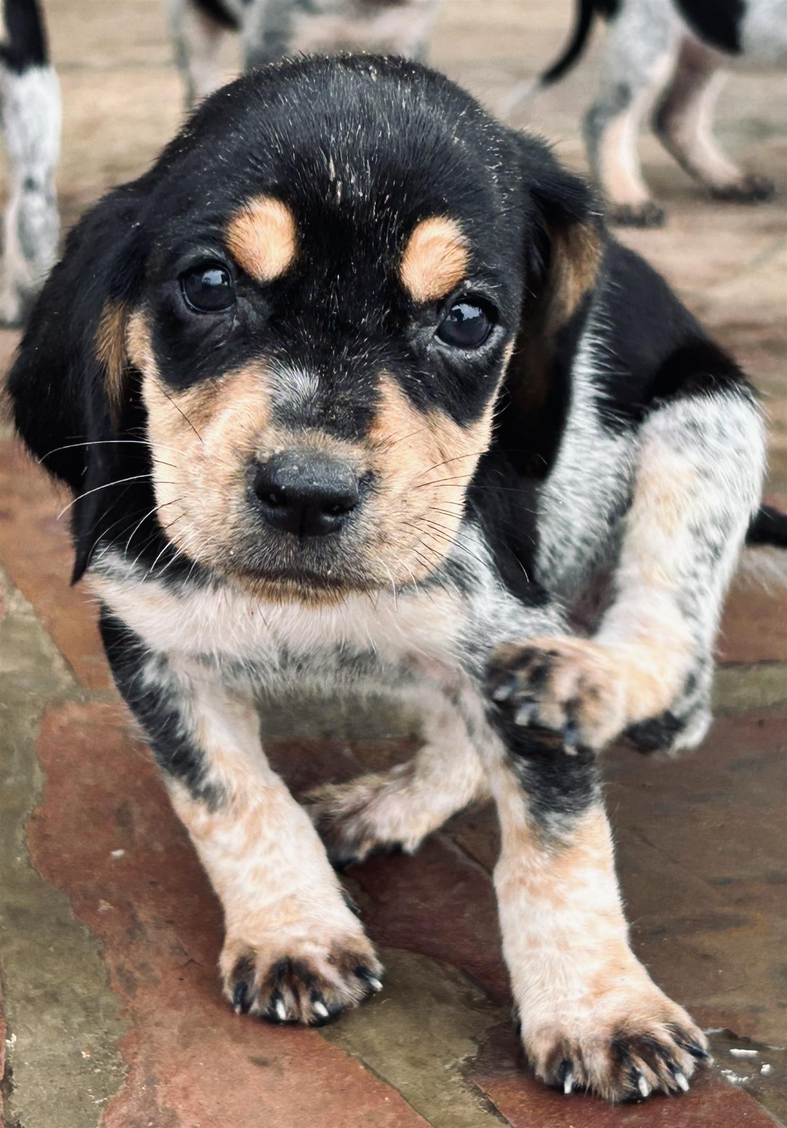 Bluetick Coonhound puppies | Junk Mail Marketplace