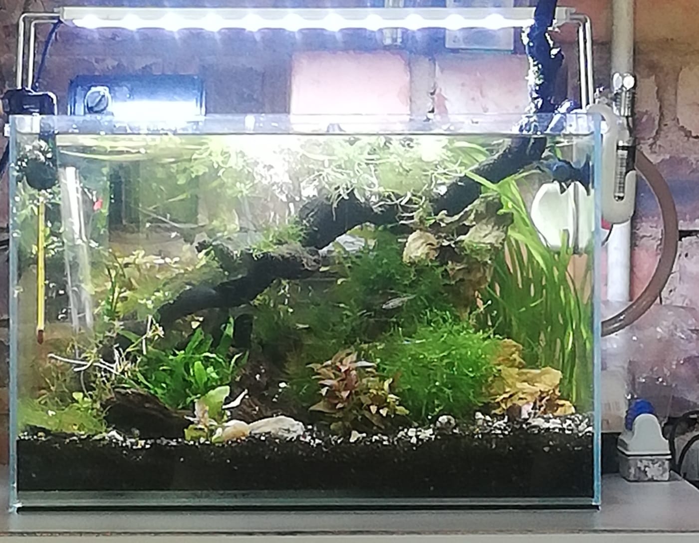 STARFIRE Complete Scape tank incl Nano Co2 defuser setup | Junk Mail ...