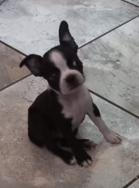 Boston terrier puppies clearance for sale junkmail