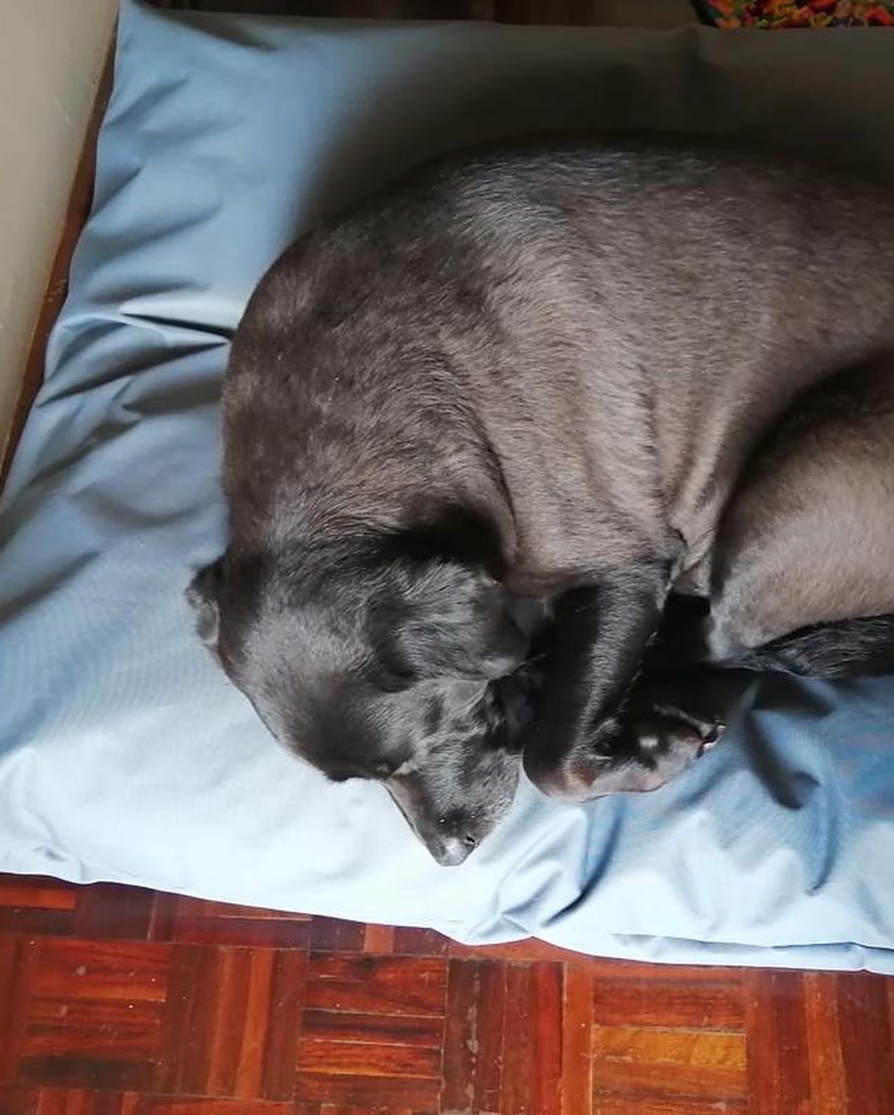 Dog beds 