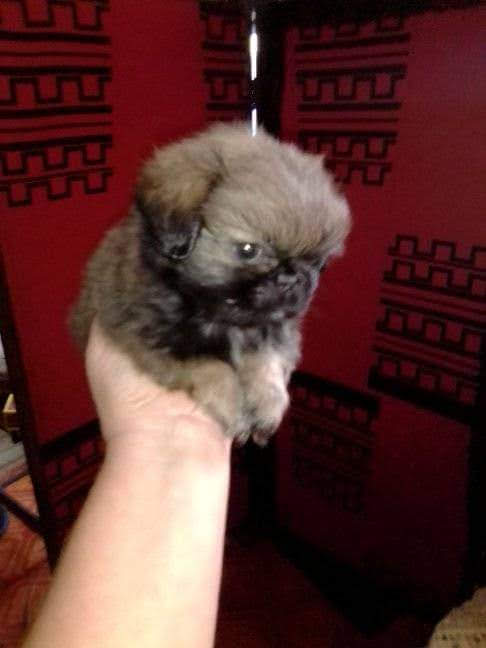 Pekingese olx hot sale