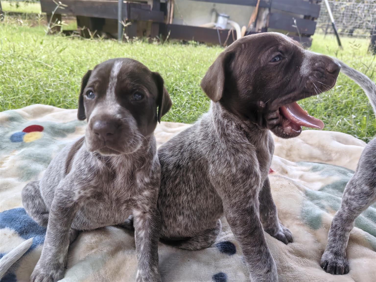 GSP Pups for Sale | Junk Mail Marketplace