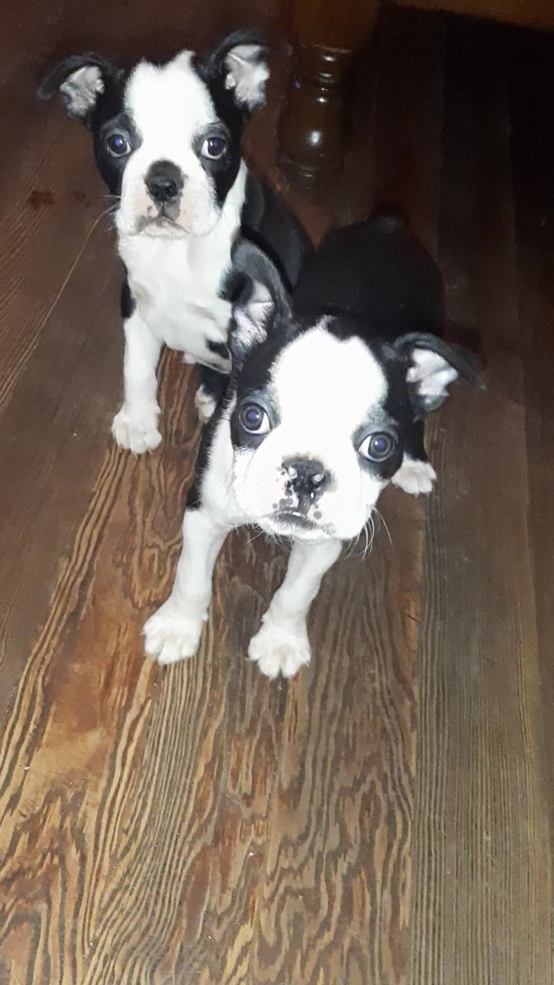 Boston terrier puppies store for sale junkmail