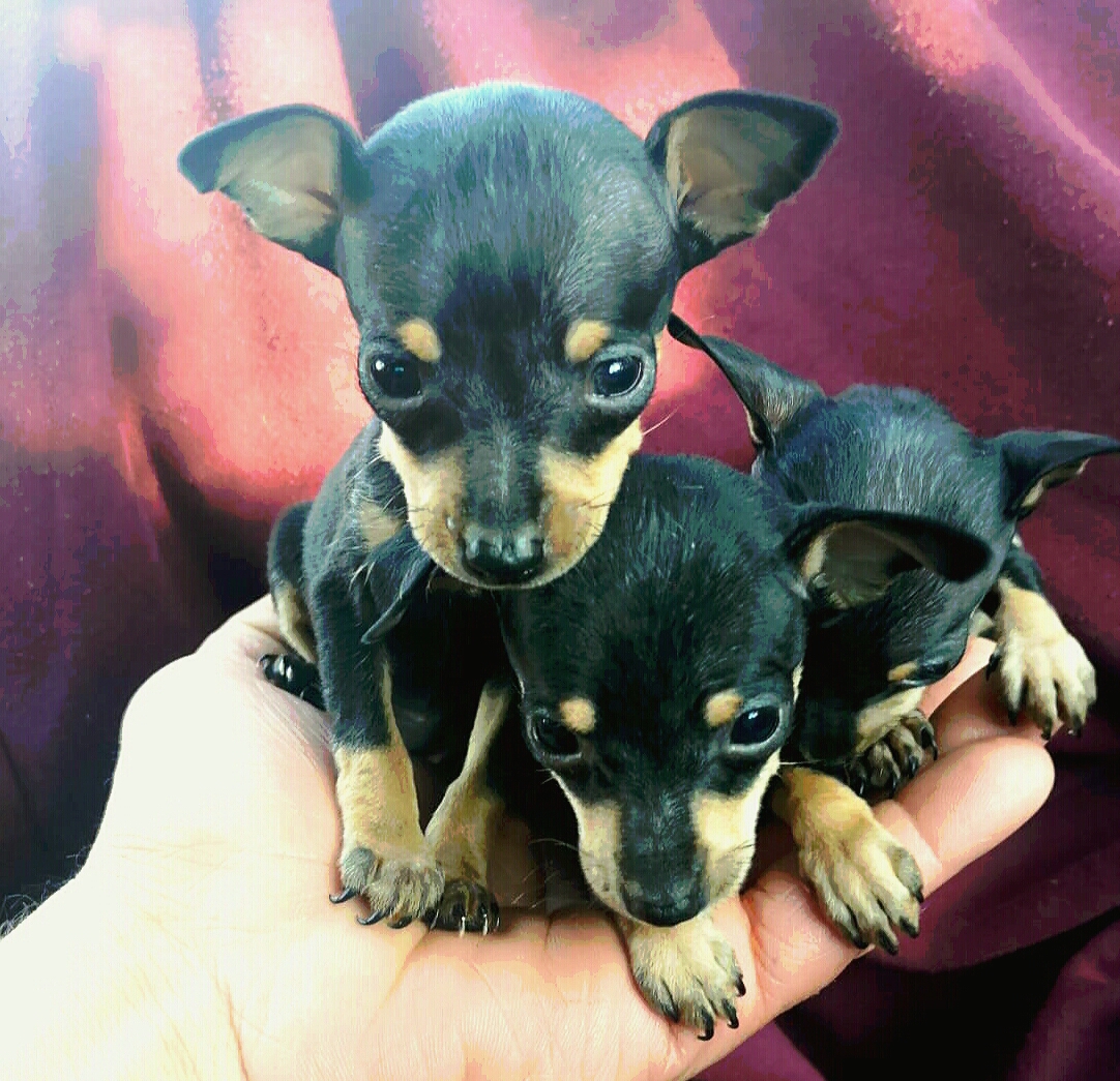 Miniature Doberman Pinscher Teacup Puppies | Junk Mail