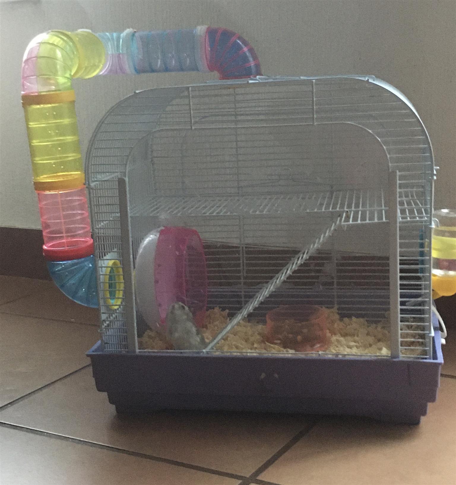 Hamsters and cages