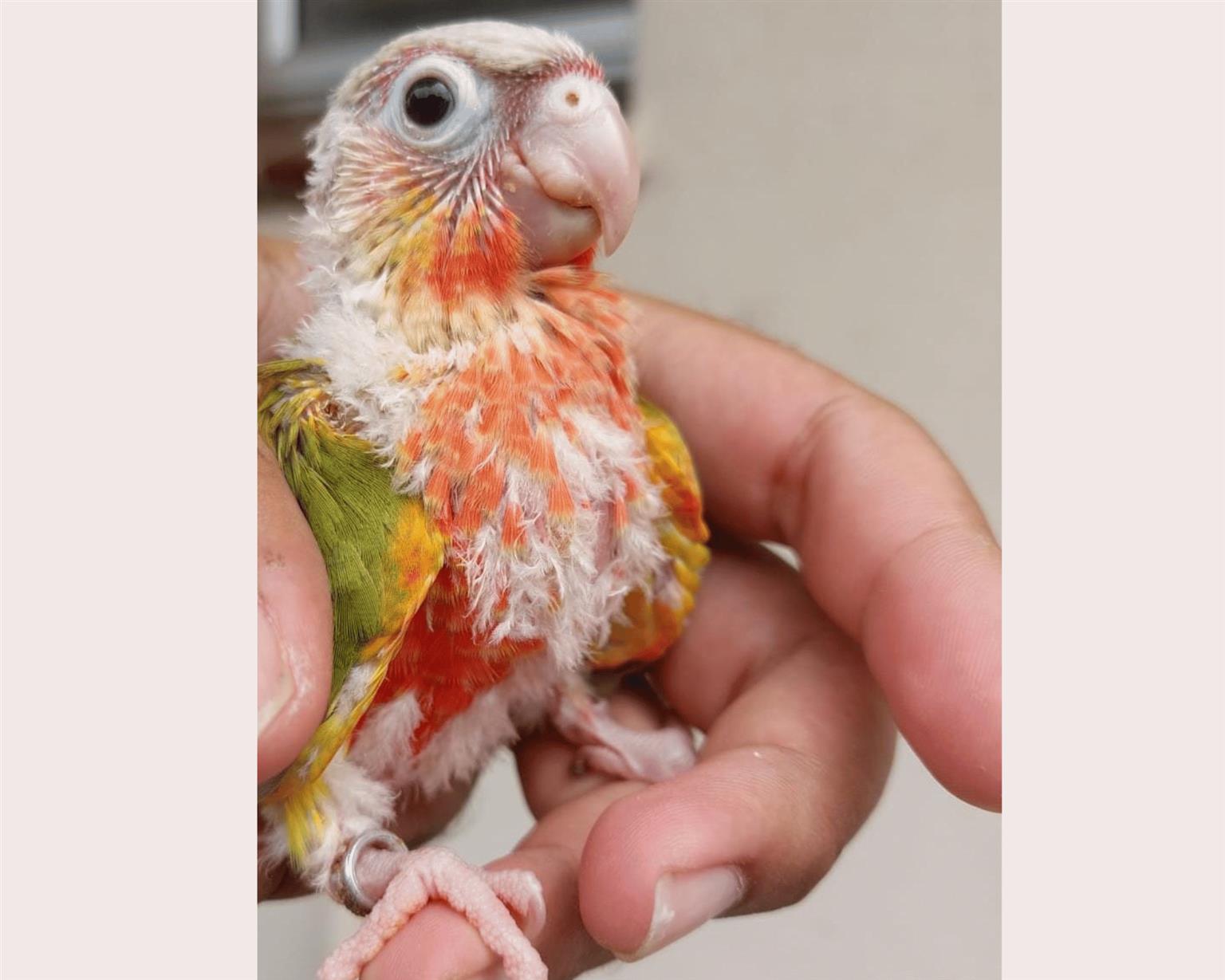 Hand reared Pineapple Conures Tame bird Junk Mail