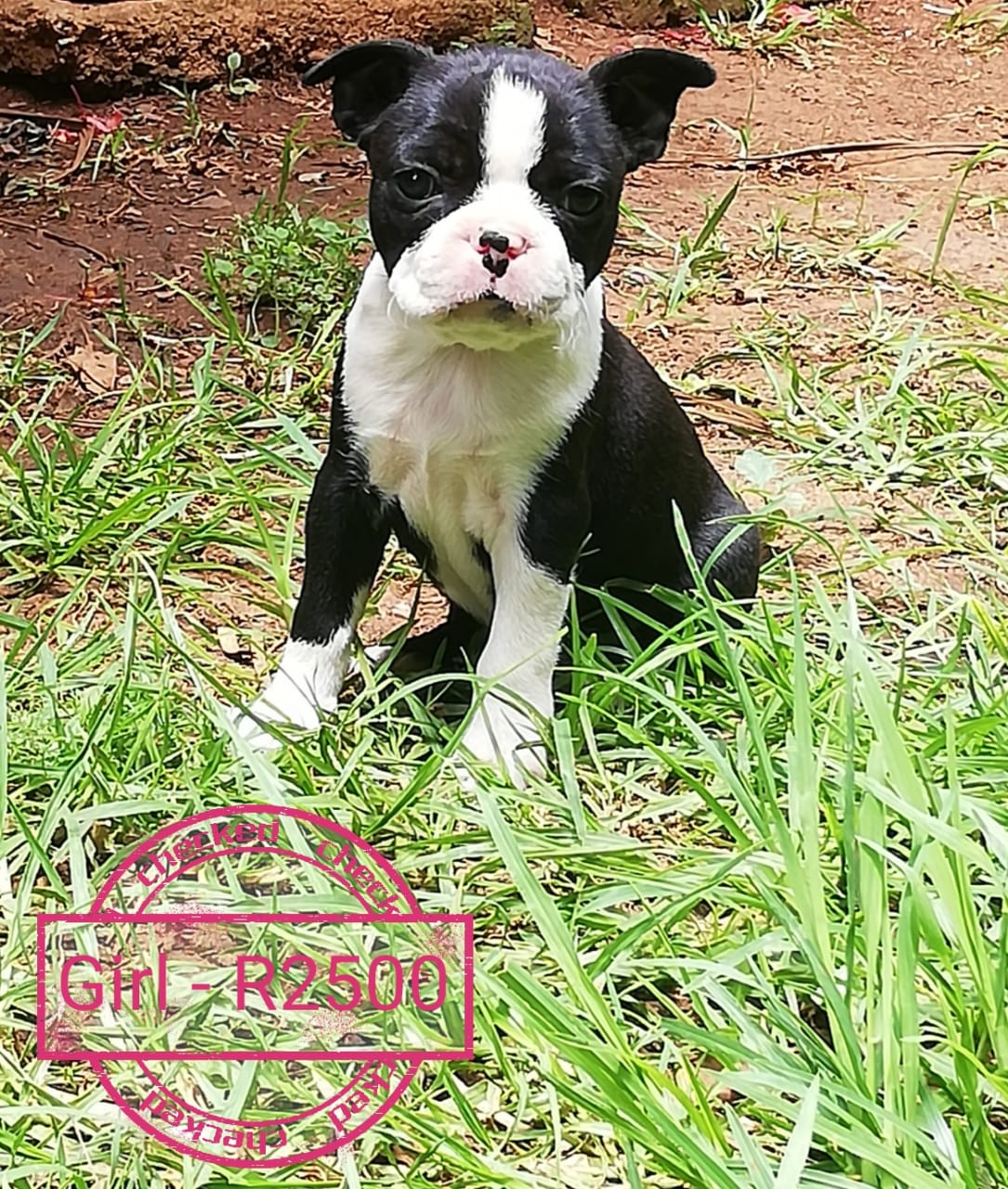 Boston terrier puppies for sale please contact