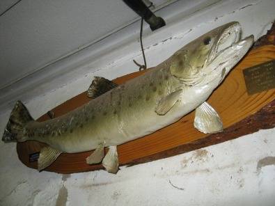 Fiberglass fish replica's by Fred Bezuidenhout
