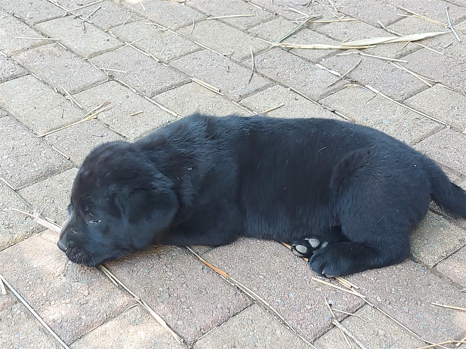 Labrador x  Chow puppies 10 weeks old - Looking for their forever home