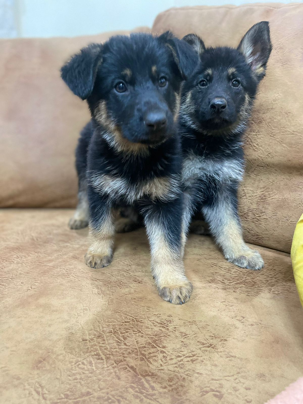 PURE BREED GERMAN SHEPHERD PUPPIES AVAILABLE | Junk Mail Marketplace