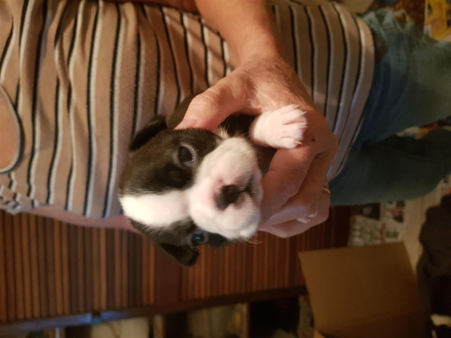 Purebreed boston terriers for sale .. vaccinate and dewormed.