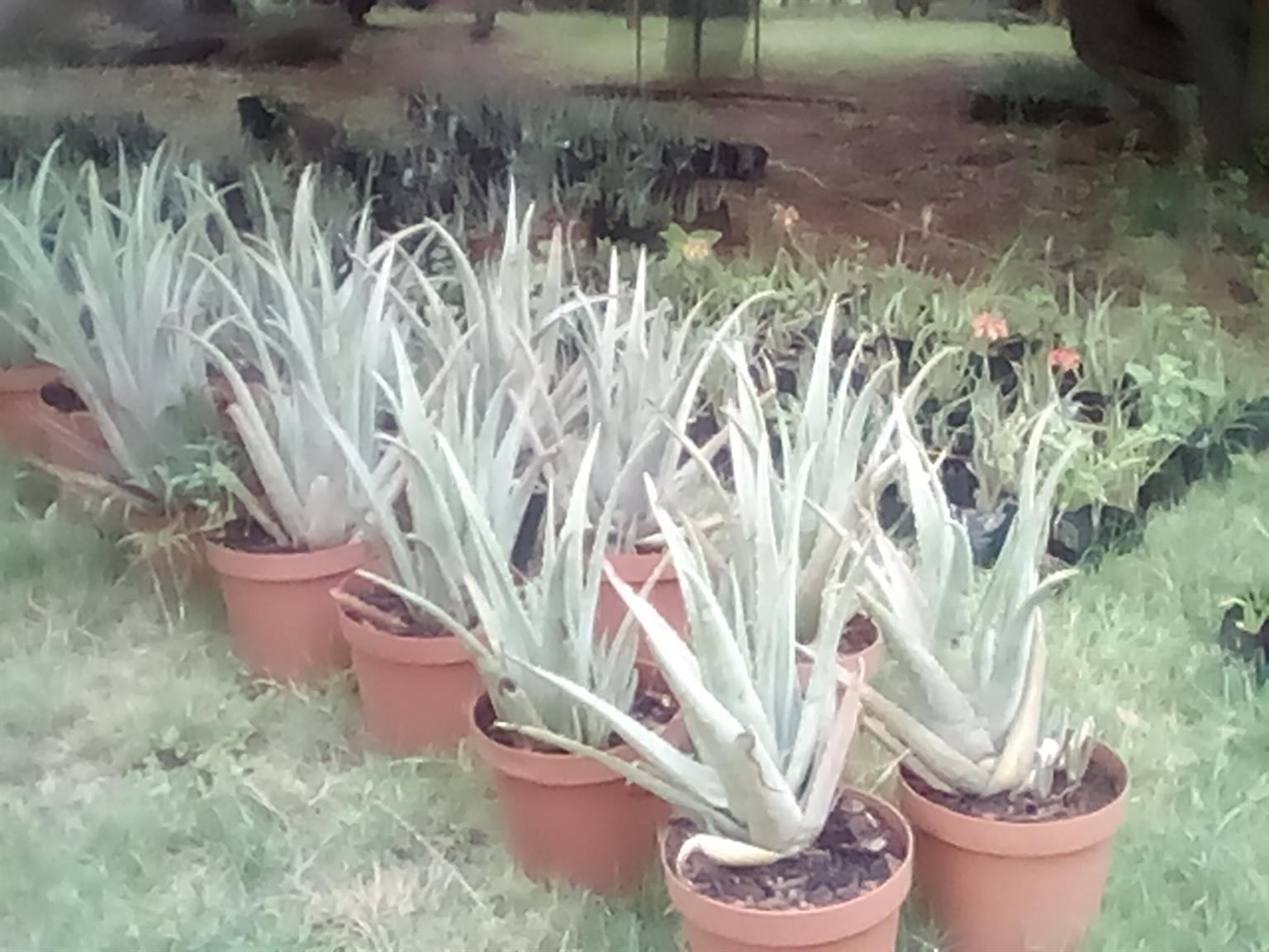 Aloe Vera Barbadensis Healthy Plants 2 5 Liter Bags Junk Mail