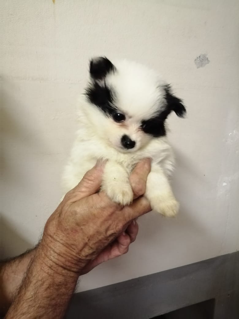 Toypom puppies for sale
