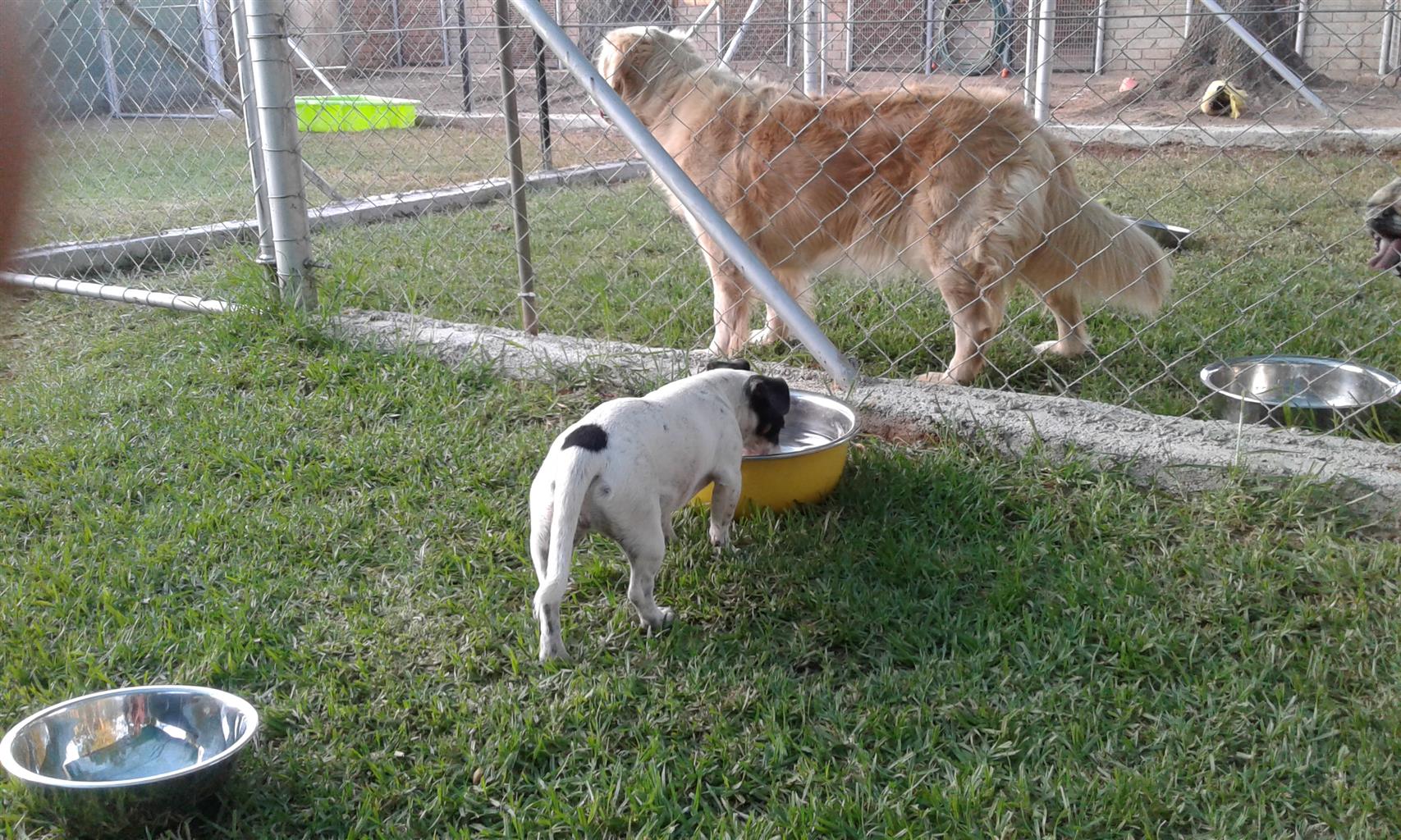 paws and claws boarding