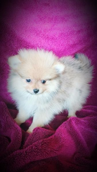 Toypoms puppies for sale