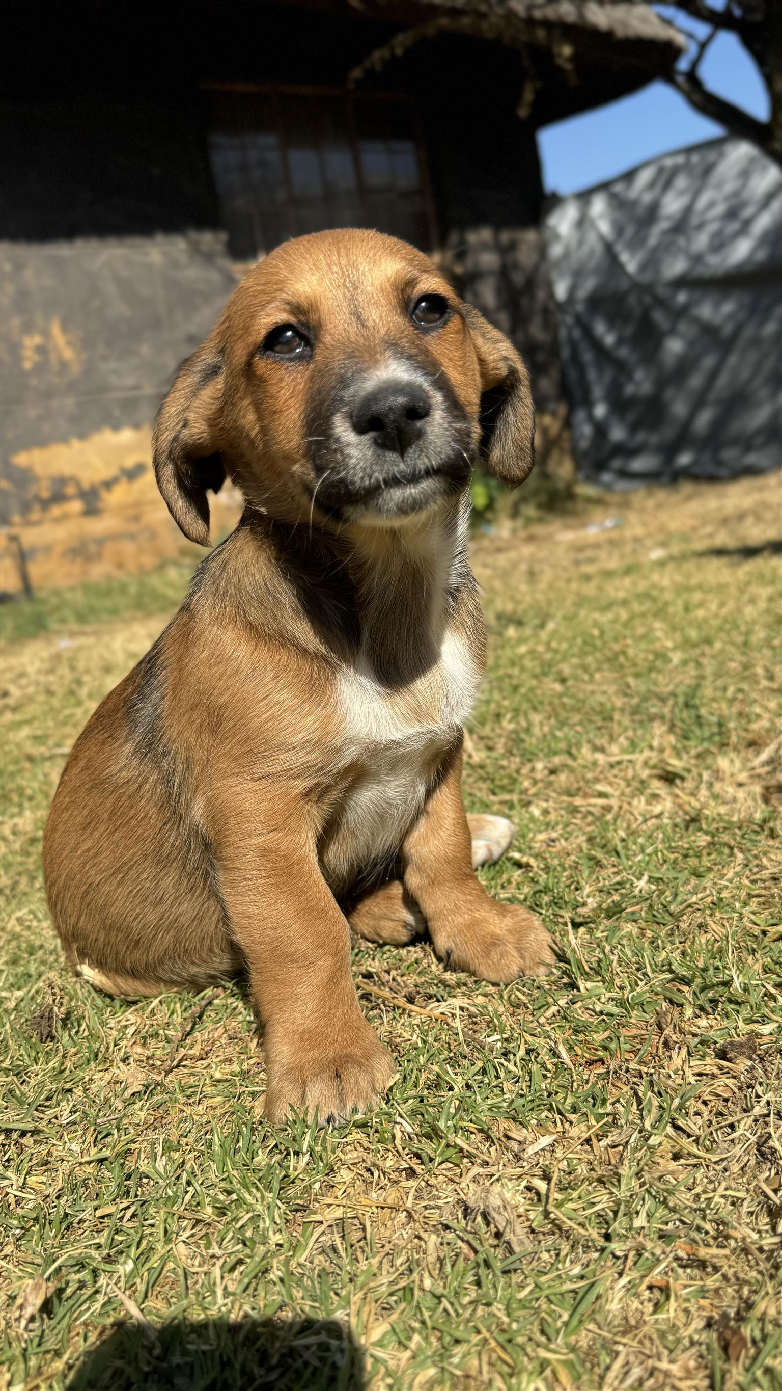 Belgian Malinois crossed with Jack Russel Puppies Junk Mail