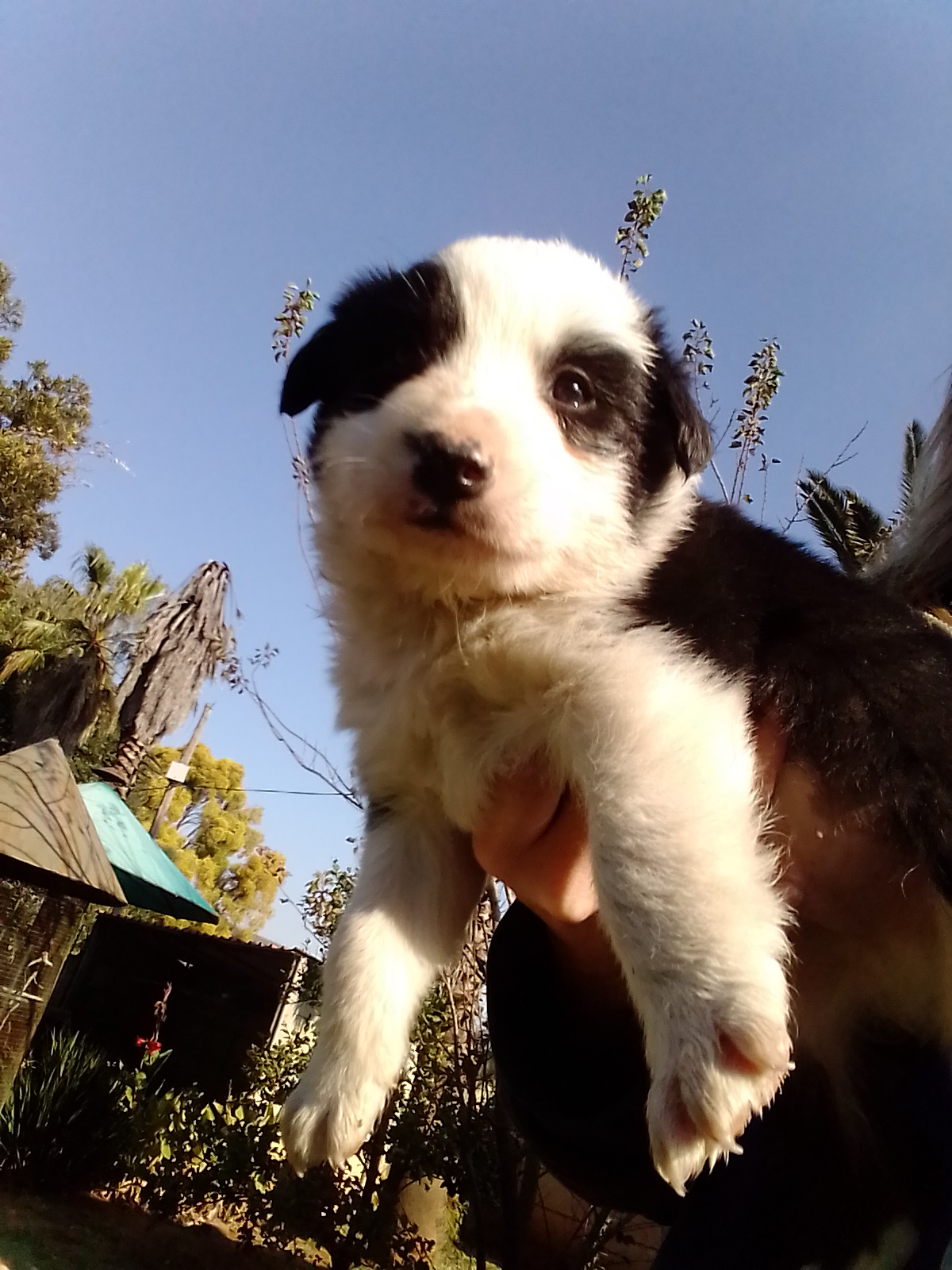 Border Collie puppies- Pure breed.