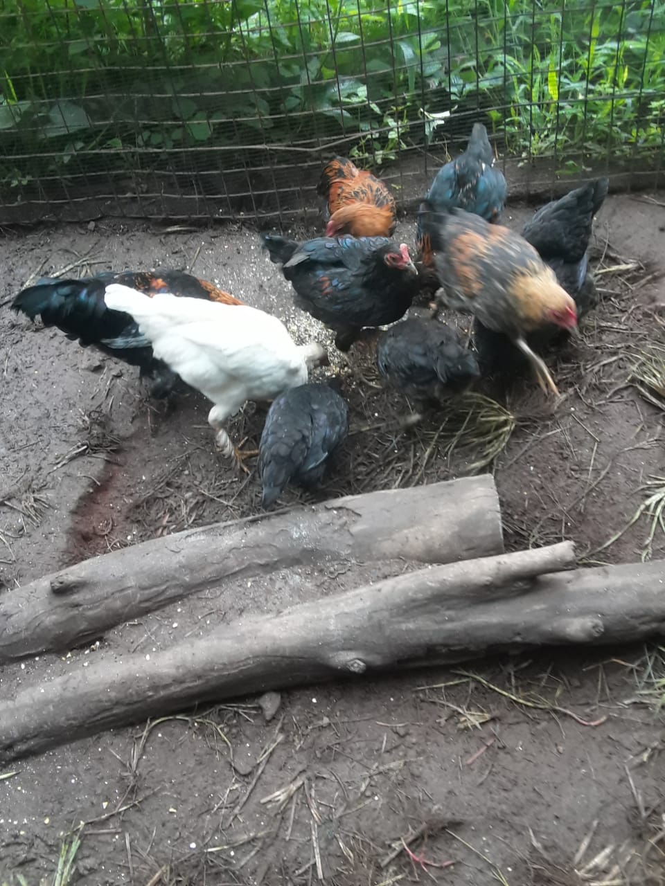 Farm chickens 6 months old 