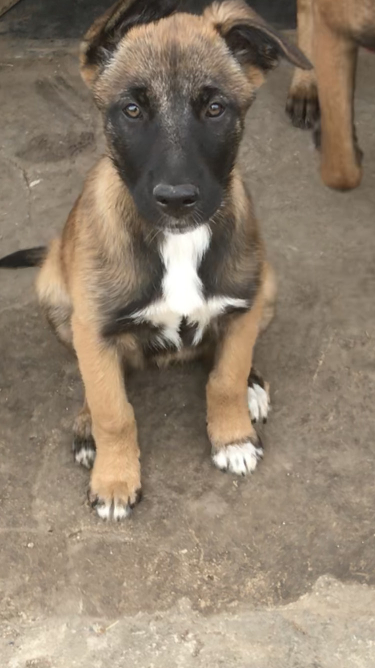 Belgian malinois puppys Junk Mail Marketplace