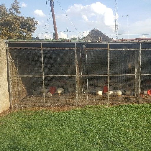 big cage 6mx5m for sale for birds or chicken  is devide up un to 3 cages 