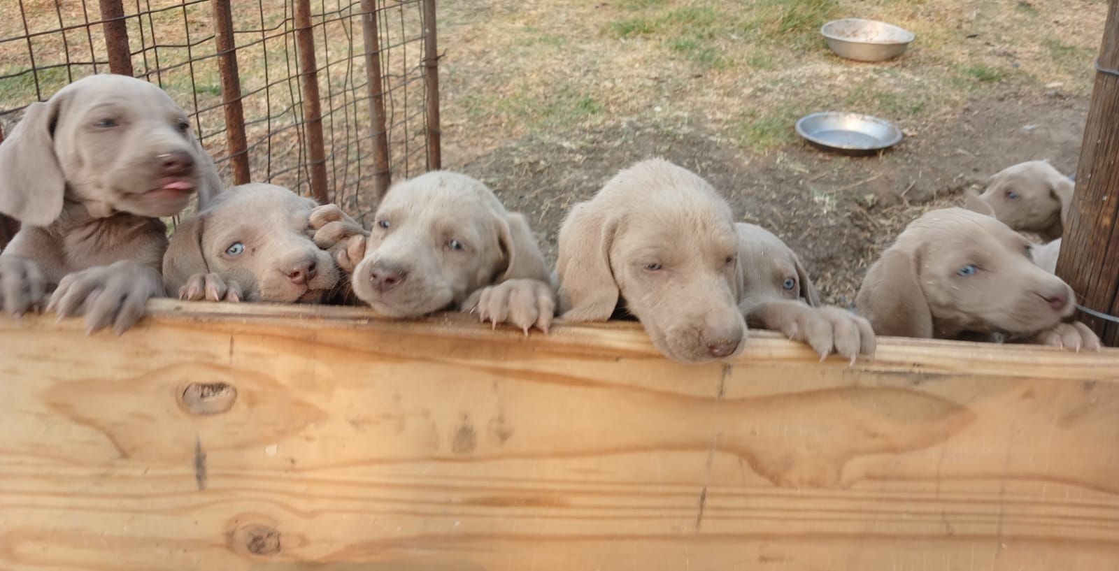 Weimarainer Puppies for sale