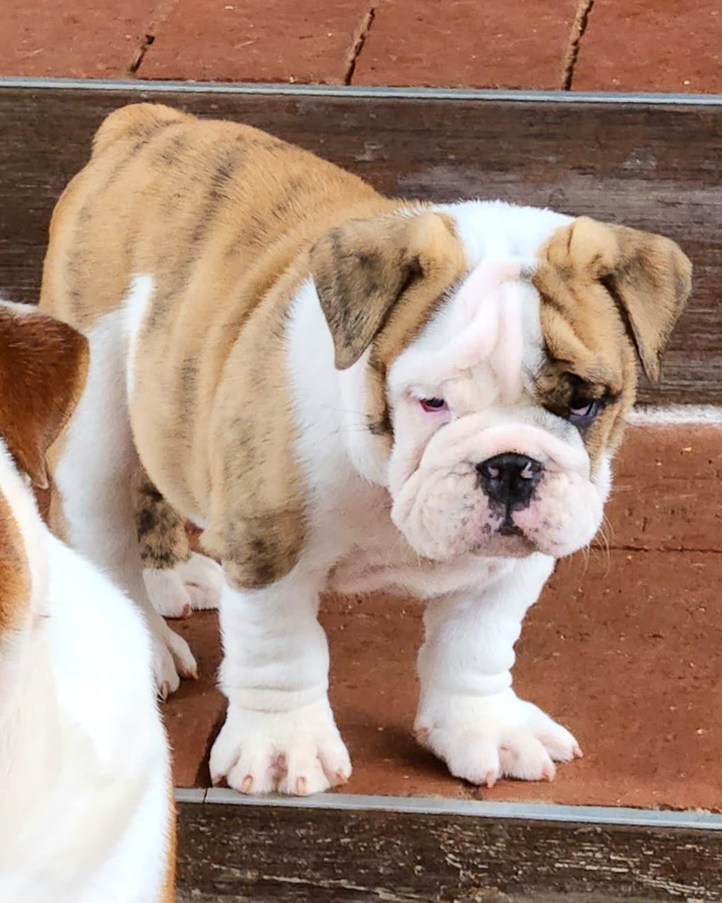 how much do english bulldog puppies sell for