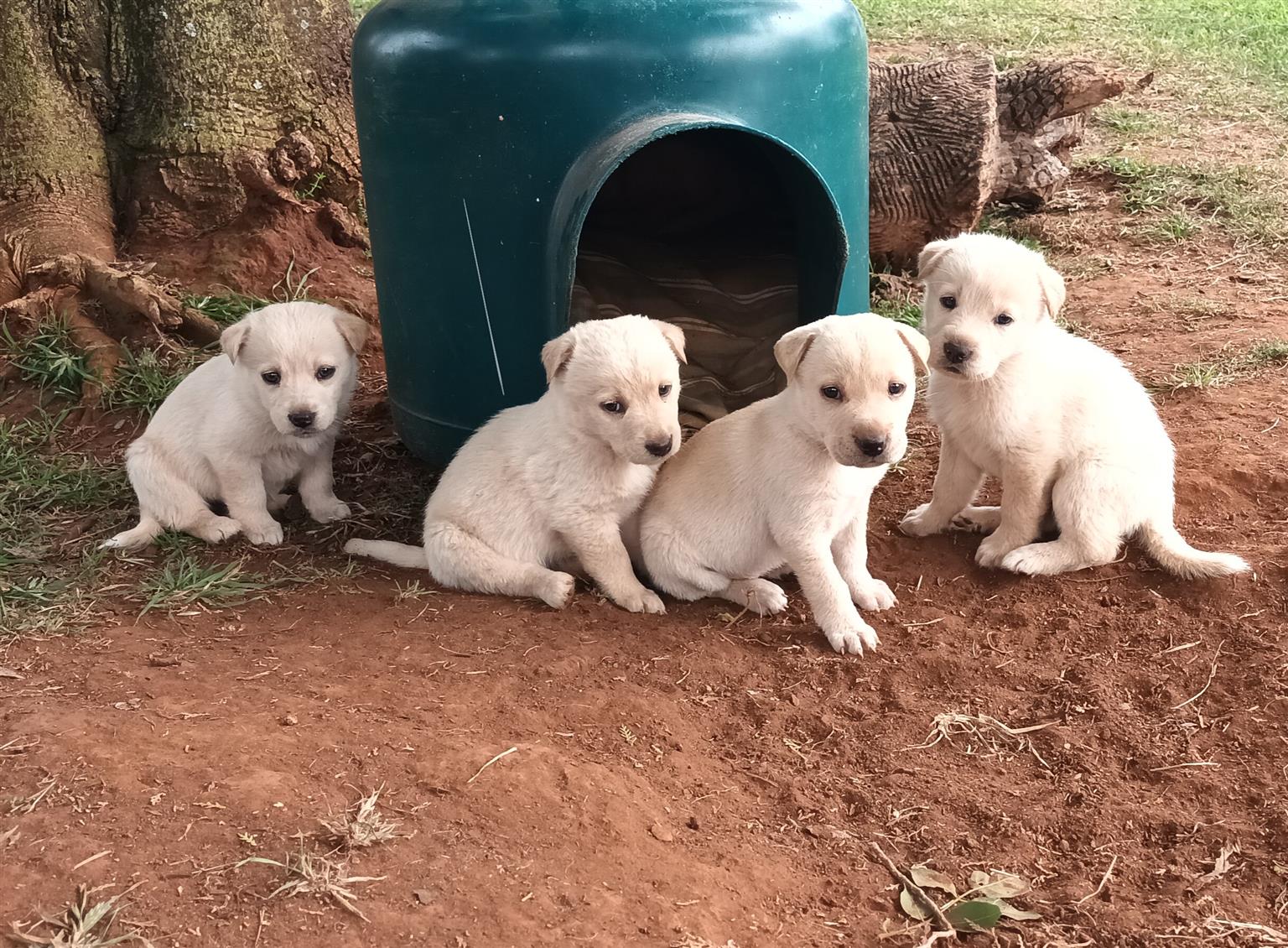 Golden Labrador Retriever puppies 