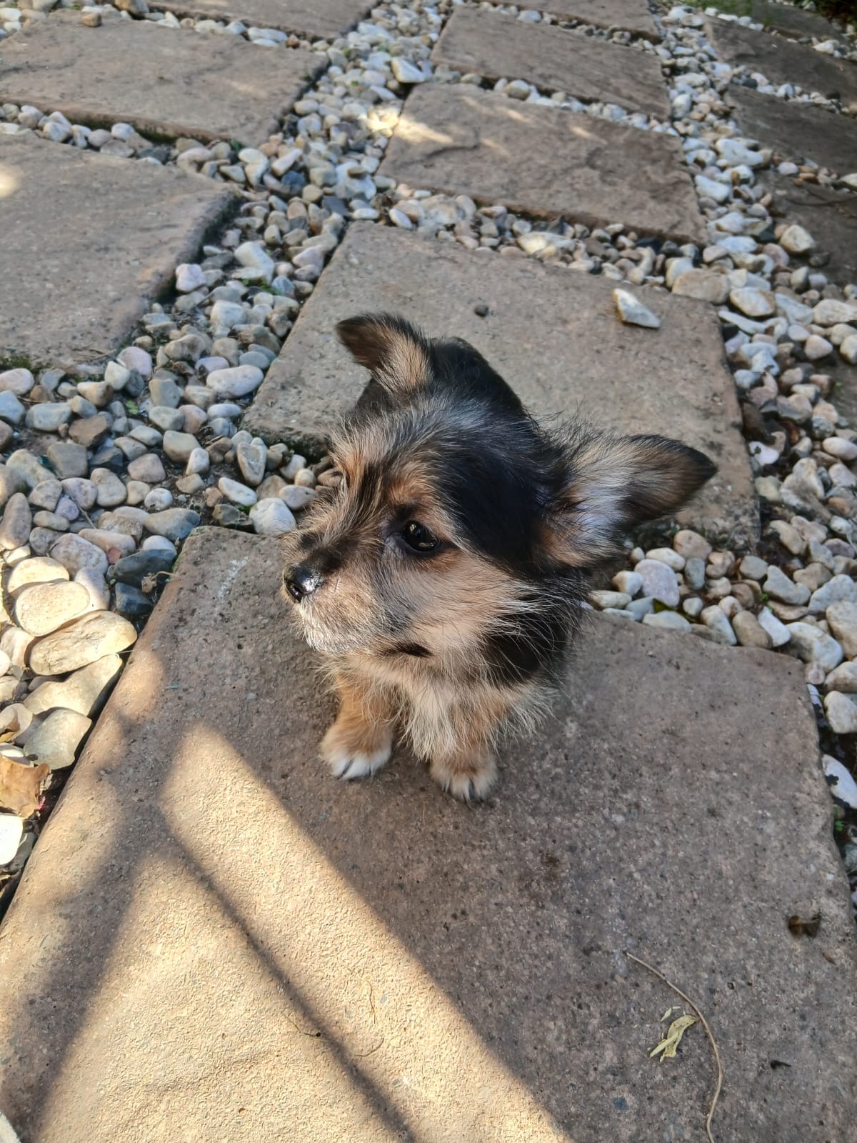 Maltese x yorkie | Junk Mail Marketplace