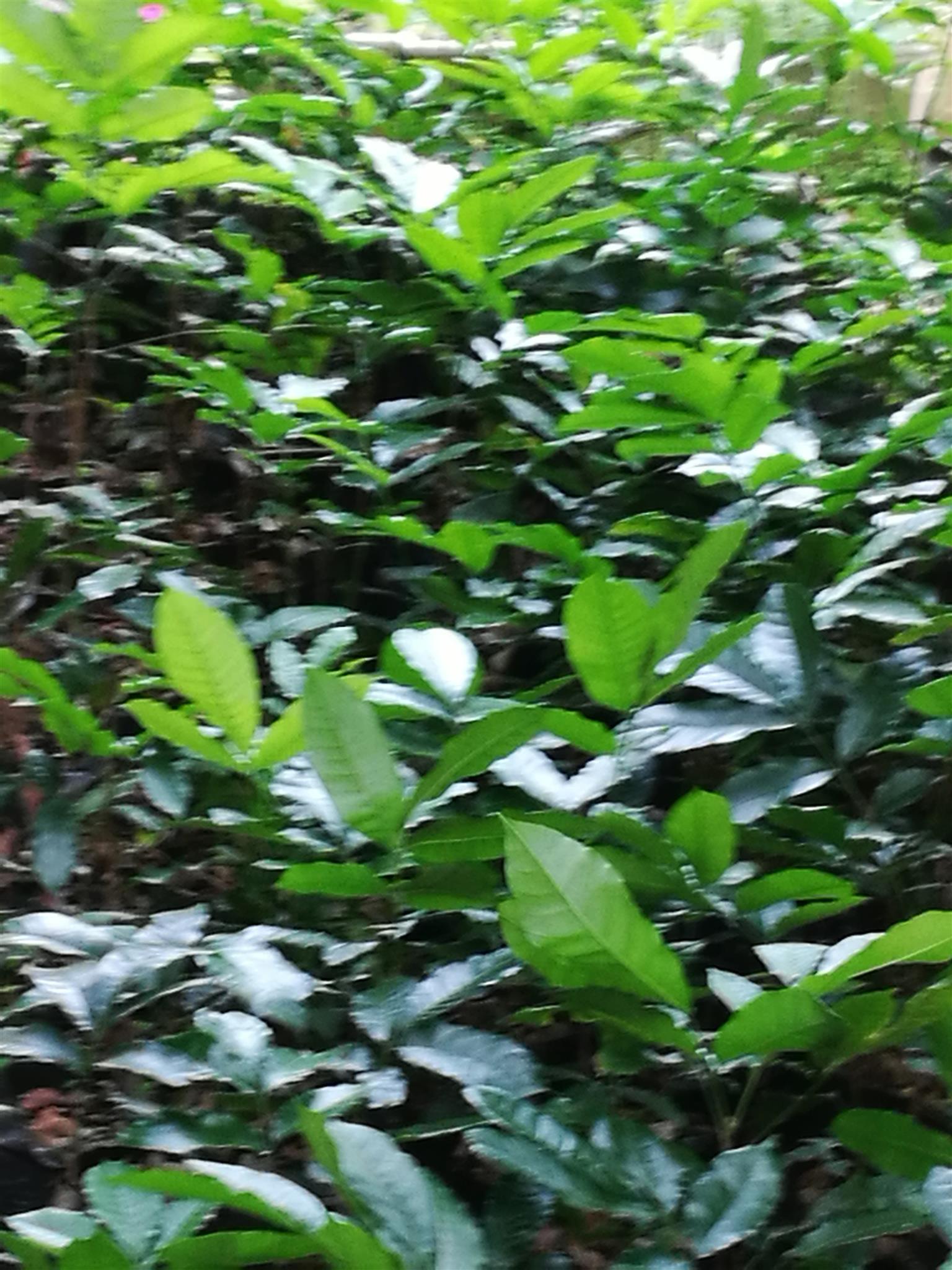 Natal Mahogany ( Trichilia emetica ) seedling /Trees for sale 