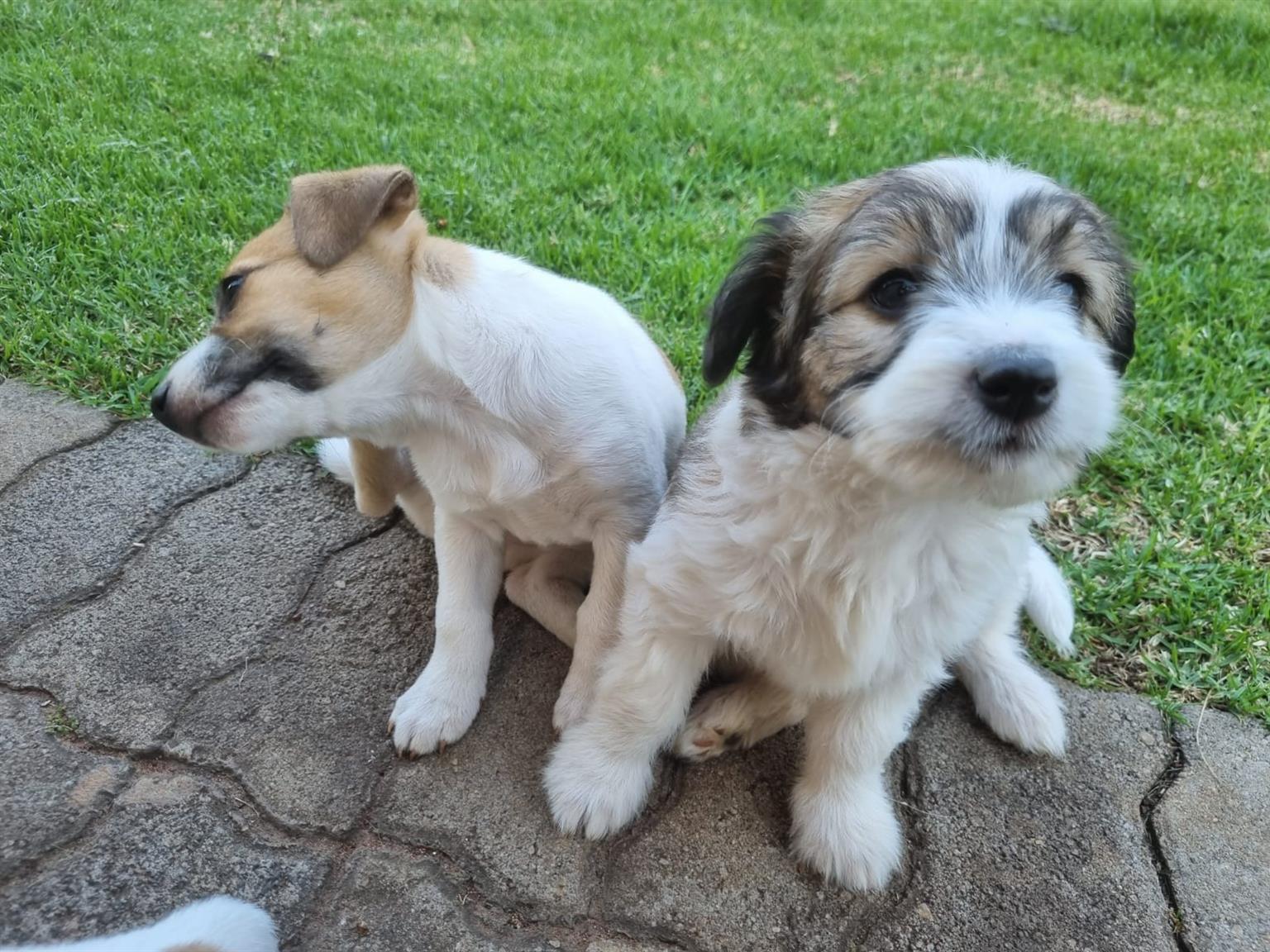 Jack Russel puppies for sale 