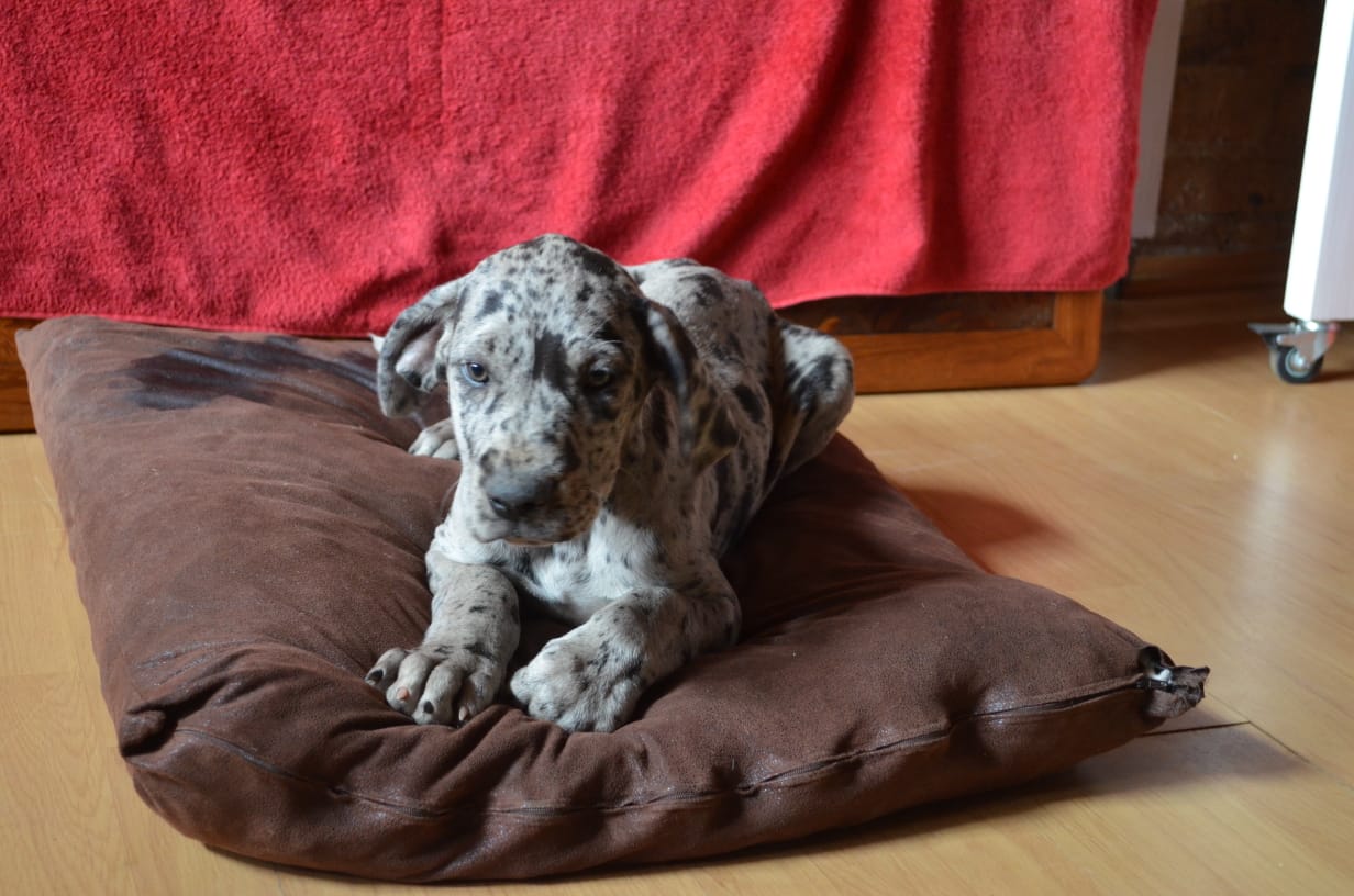 Greatdanes pups for sale 10 weeks old, all dewormmed and vaccinated 