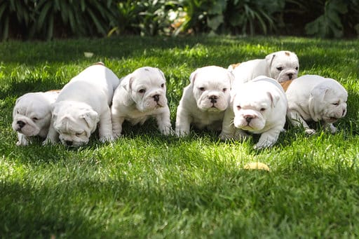 Bulldogs puppies 